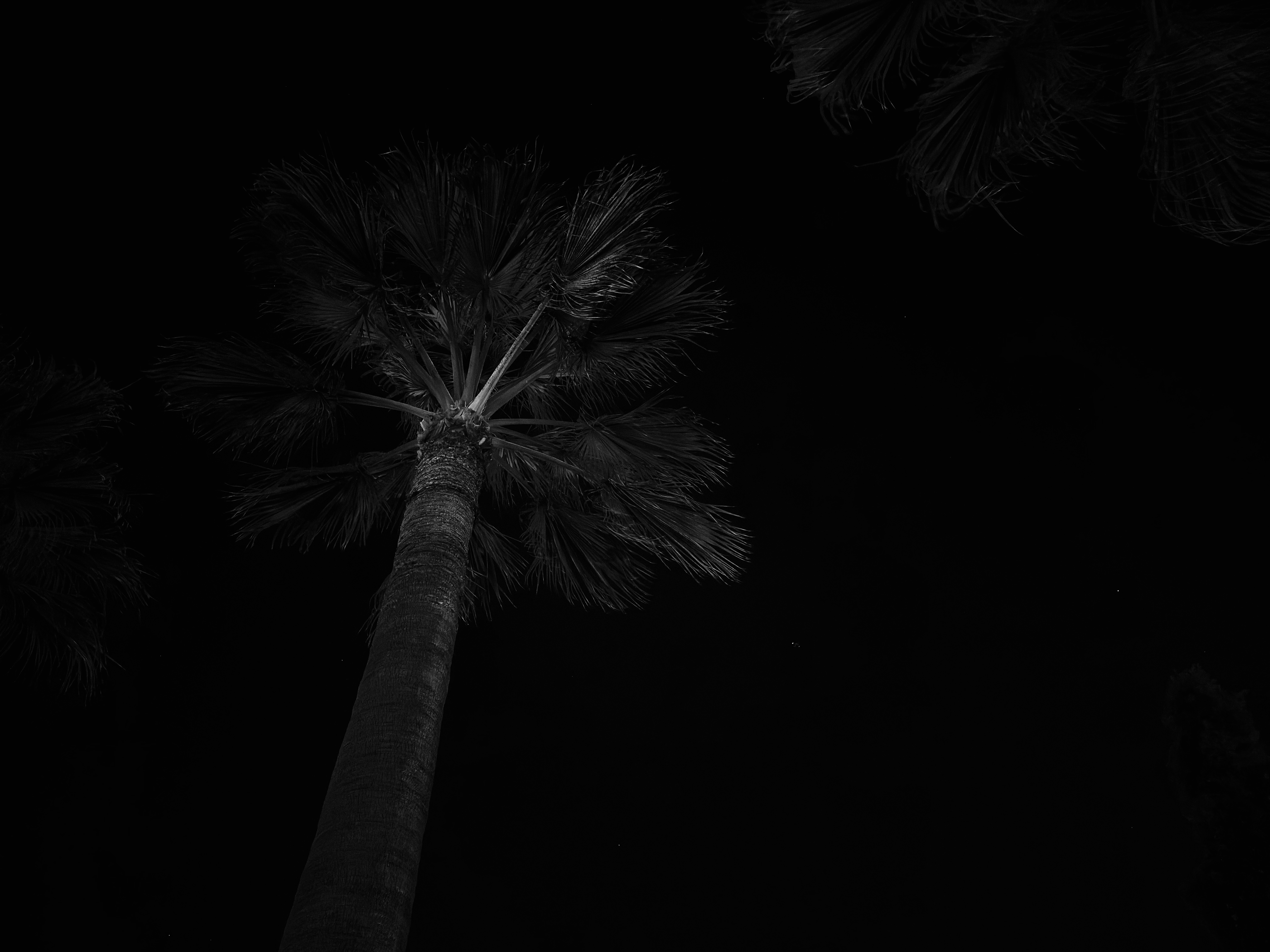 Disneyland Series VI